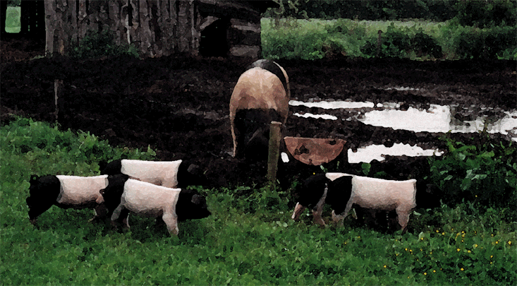 Angler-Sattelschweine